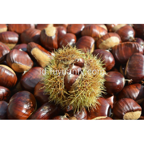 Dijual bersih Chestnut segar